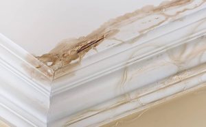 peinture après dégâts des eaux et traitement des moisissures